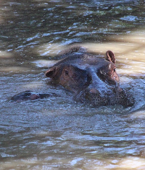 Flussperde im Ntiakatek Fluss, Masai Mara