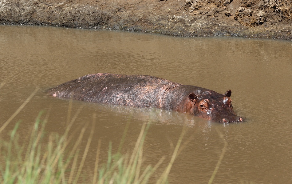 Flussperd im Ntiakatek Fluss, Masai Mara