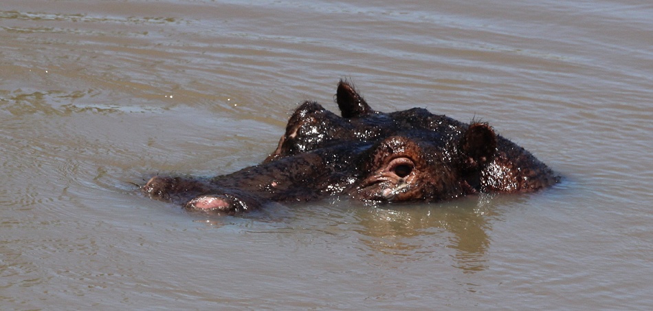 Flussperd im Ntiakatek Fluss, Masai Mara