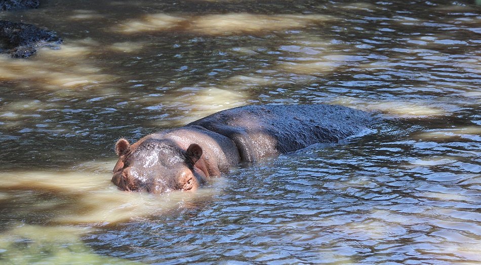 Flussperd im Ntiakatek Fluss, Masai Mara