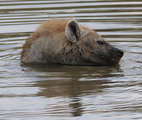 Tüpfelhyäne beim Baden