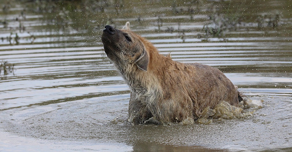 Tüpfelhyäne beim Baden