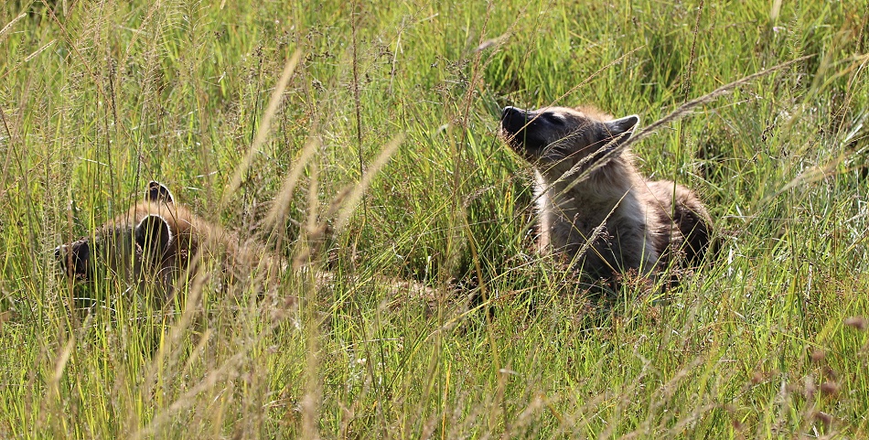 Tüpfelhyänen in der Masai Mara