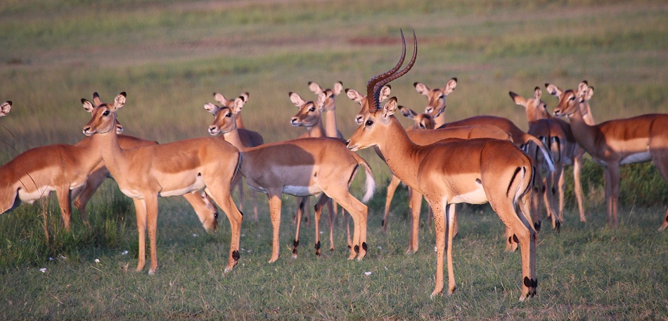 Impala