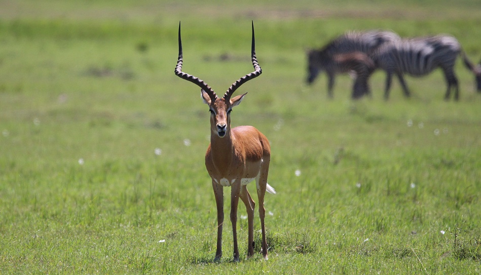 Impalas