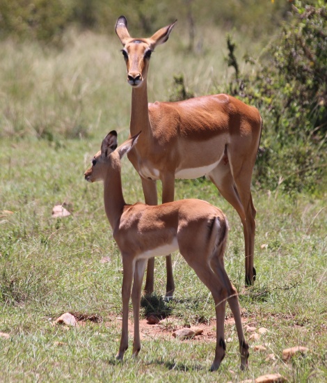 Impalas