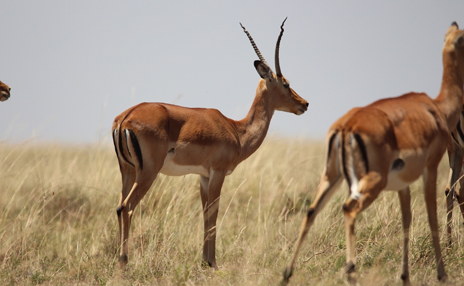 Impala Weibchen mit Hörnern