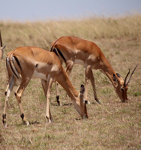 Impala Weibchen mit Hörnern