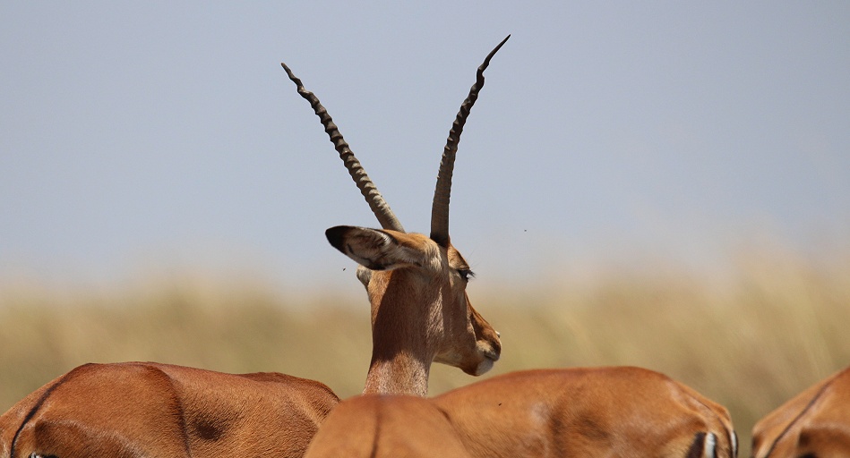 Impala Weibchen mit Hörnern