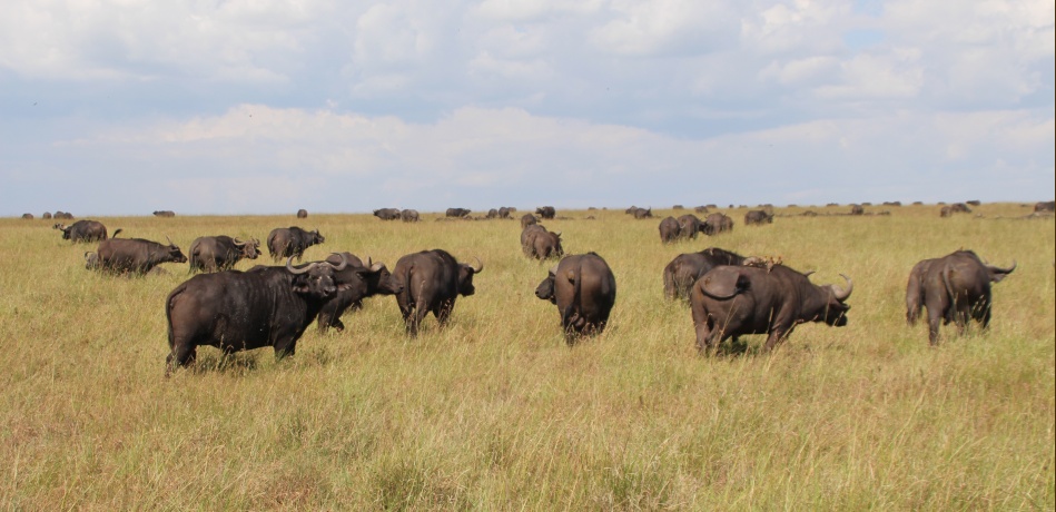 Kaffernbüffel in der Masai Mara