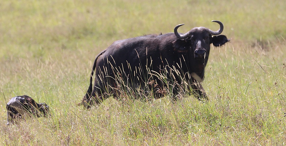 Kaffernbüffel Kuh mit Kalb in der Masai Mara