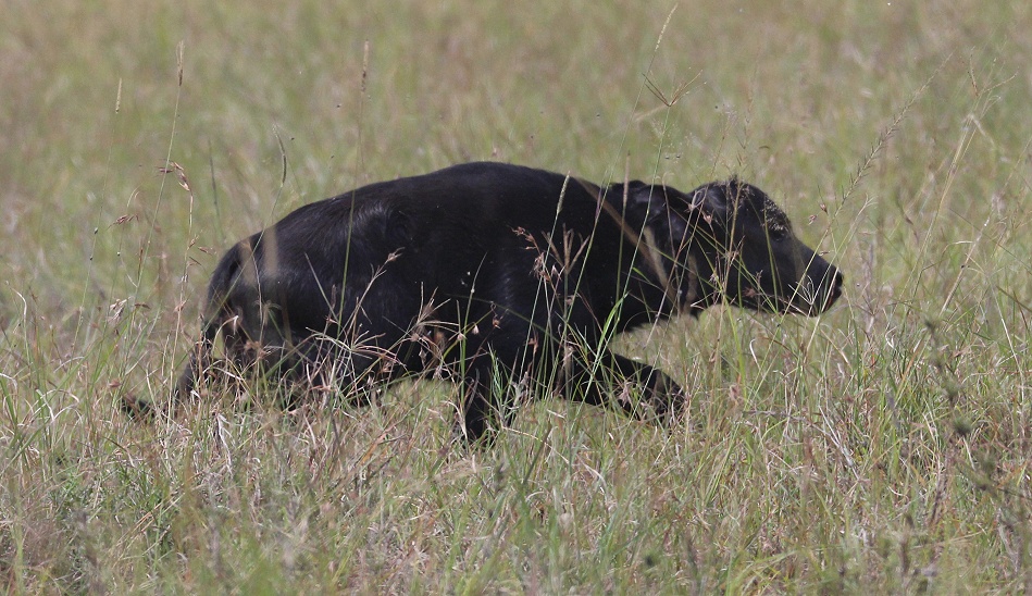 Kaffernbüffel  Kalb in der Masai Mara