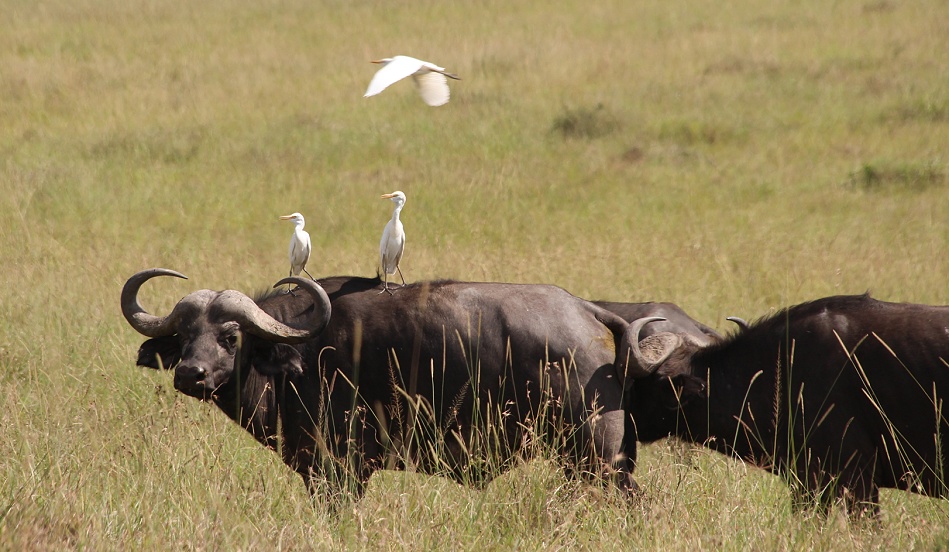 Kaffernbüffel in der Masai Mara