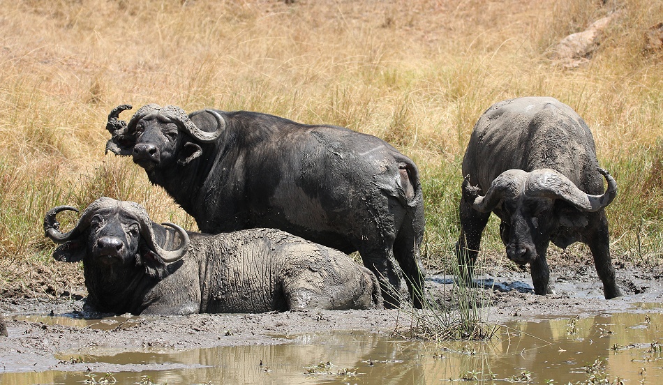 Kaffernbüffel beim Schlammbad, Masai Mara