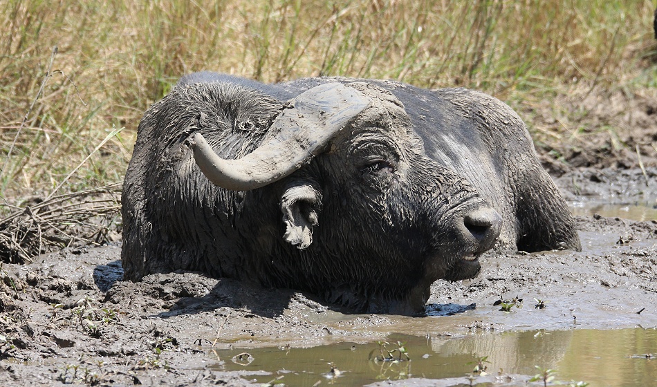 Kaffernbüffel beim Schlammbad, Masai Mara