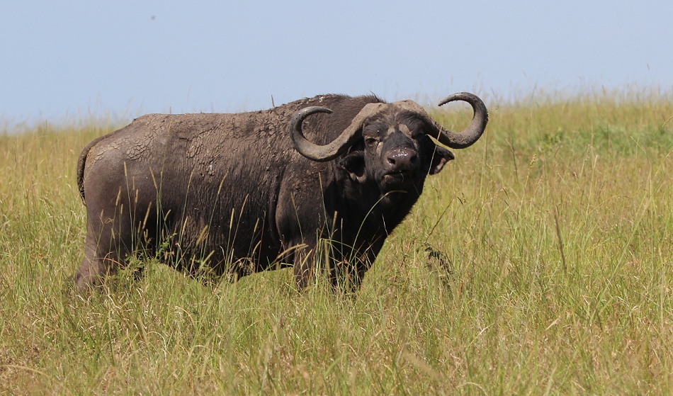 Kaffernbüffel in der Masai Mara