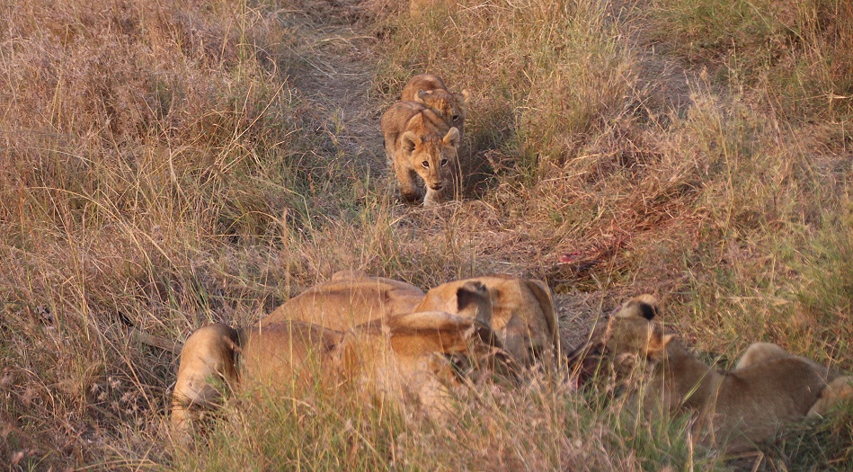 Löwen teilen lautstark sich ein junges Warzenschwein