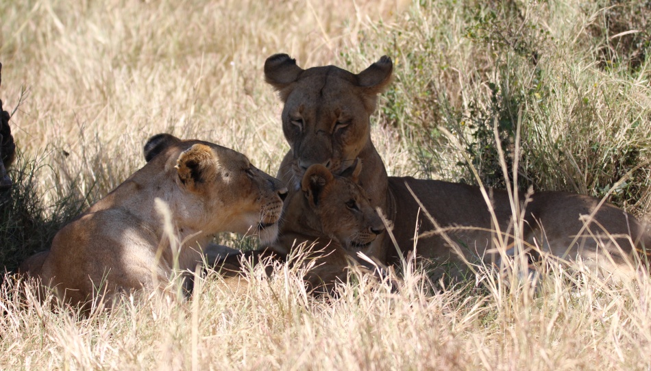 Löwen haben ein Warzenschweinferkel erbeutet