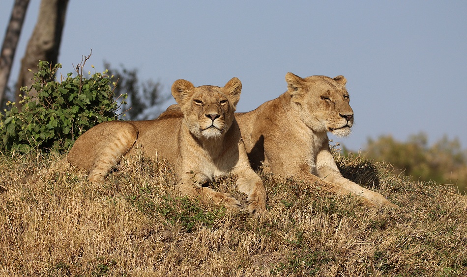 Löwen, Weibchen des Rongai Rudels