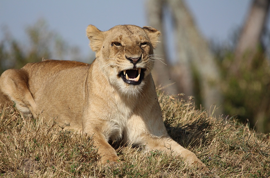 Löwen, Weibchen des Rongai Rudels