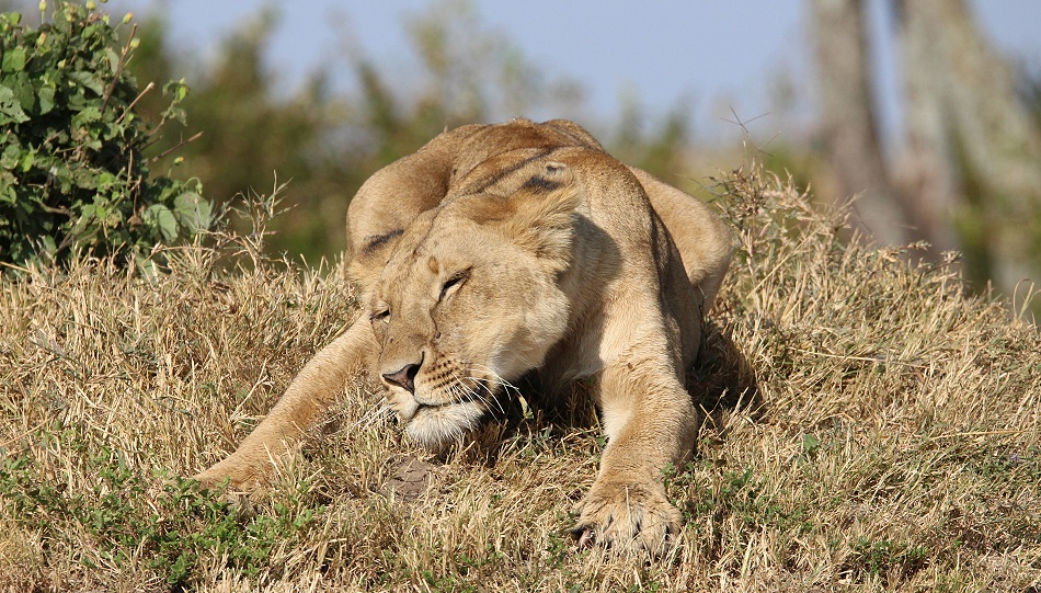 Löwen, Weibchen des Rongai Rudels