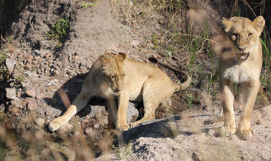 Löwen, Weibchen des Rongai Rudels