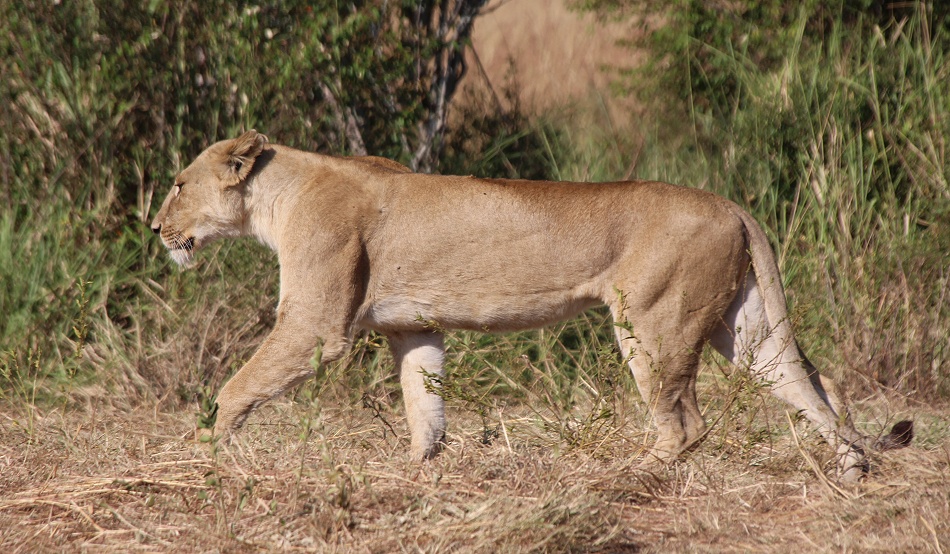 Löwen, Weibchen des Rongai Rudels