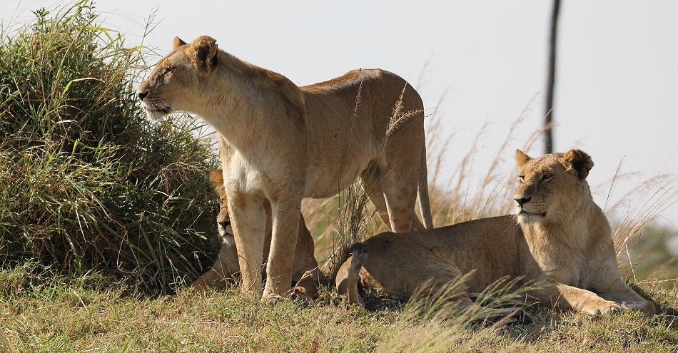 Löwen, Weibchen des Rongai Rudels