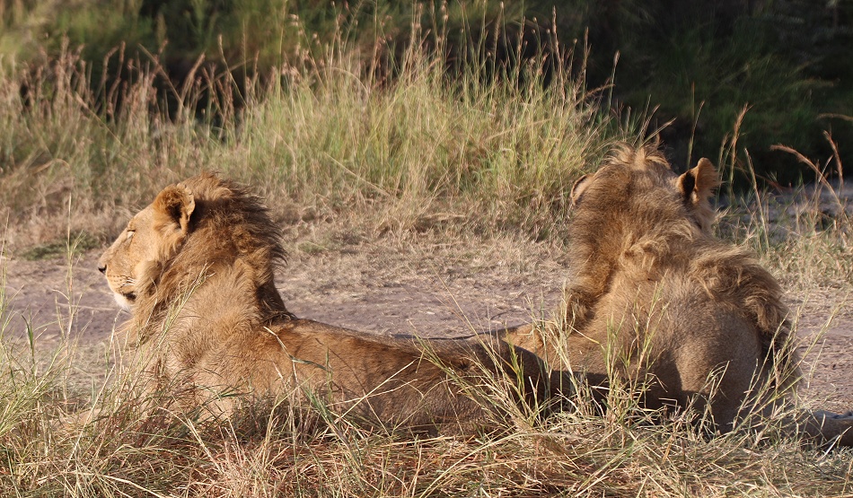zwei junge Löwen Männchen des Rongai Rudels