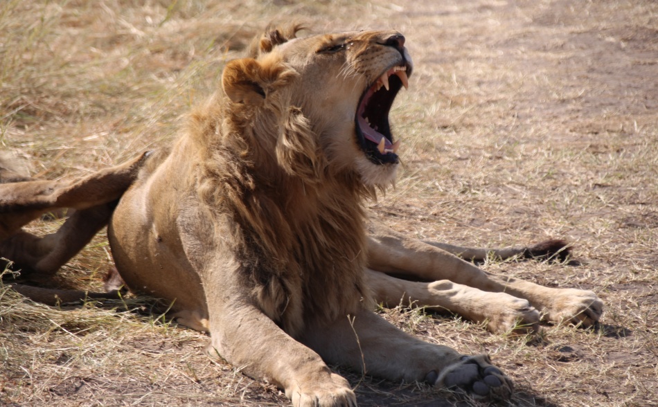Löwen Männchen des Rongai Rudels gähnt