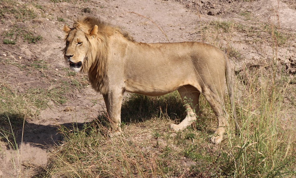 junges Löwen Männchen des Rongai Rudels