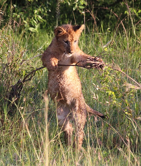 Löwen, Topi Pride