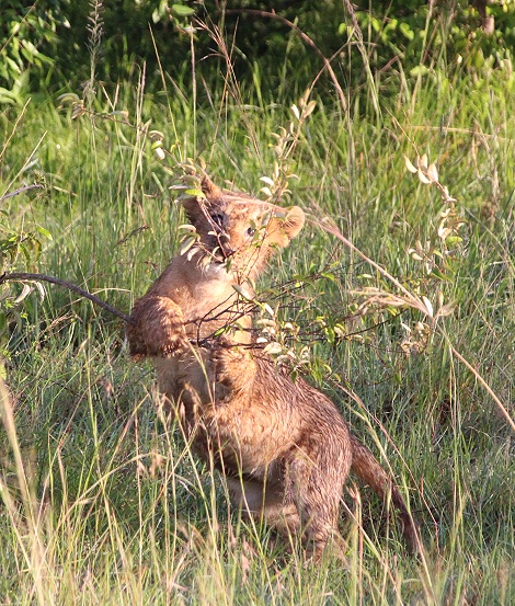 Löwen, Topi Pride