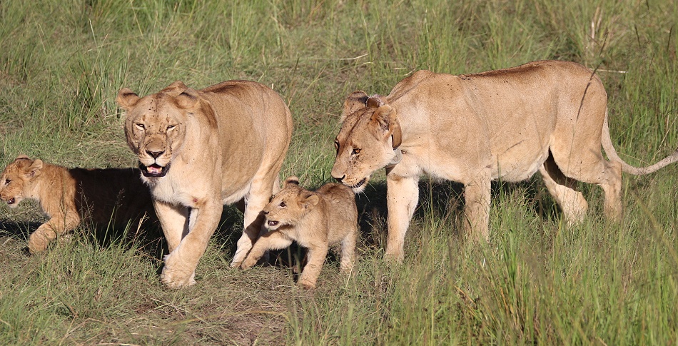 Topi Löwenrudel, Masai Mara