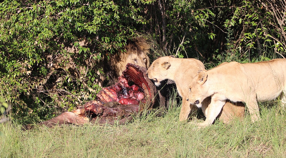 Topi Löwenrudel, Masai Mara