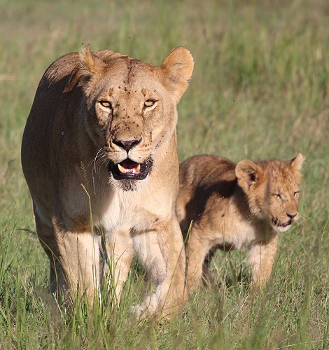 Topi Löwenrudel, Masai Mara