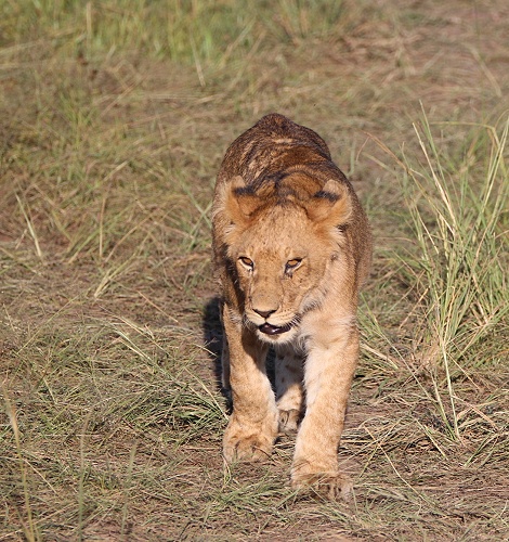 Topi Löwenrudel, Masai Mara