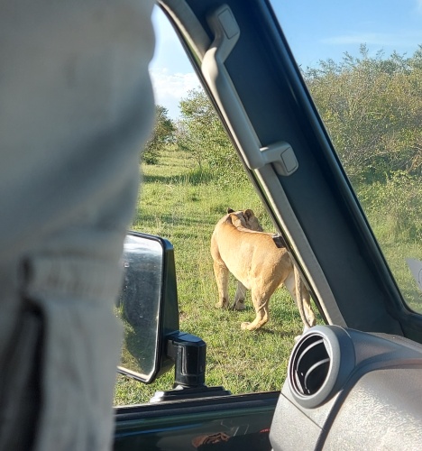 Topi Löwenrudel, Masai Mara