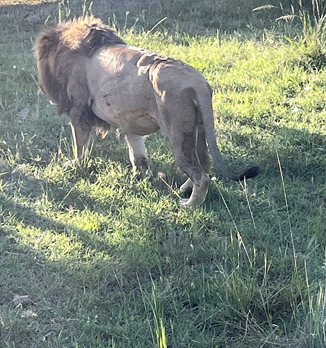 Topi Löwenrudel, Masai Mara
