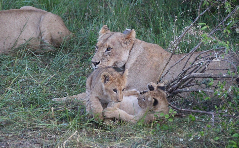 Löwen in der Masai Mara, Topi Pride