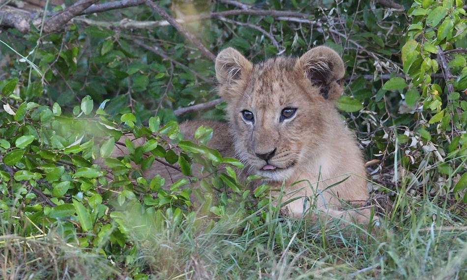 Löwen in der Masai Mara, Topi Pride