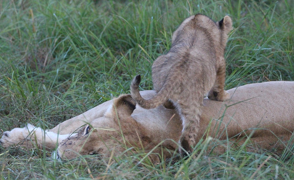 Löwen in der Masai Mara, Topi Pride