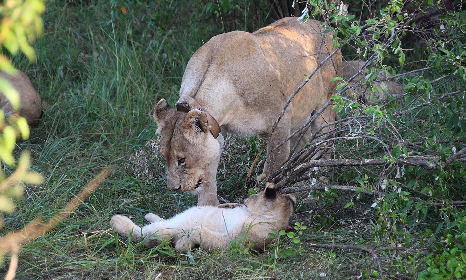 Löwen in der Masai Mara, Topi Pride