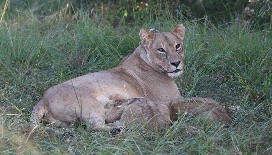 Löwen in der Masai Mara, Topi Pride