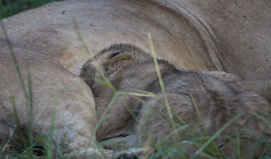 Löwen in der Masai Mara, Topi Pride
