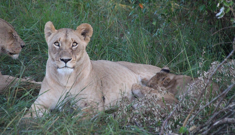 Löwen in der Masai Mara, Topi Pride
