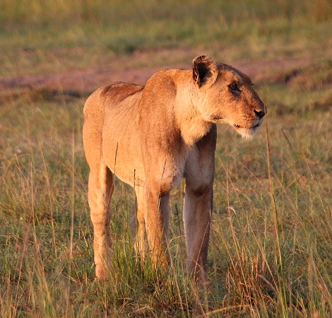 Autumn, die älteste Löwin der Masai Mara am 12.02.25