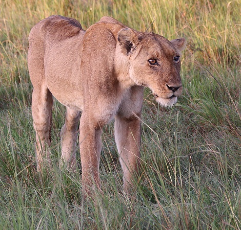 Autumn, die älteste Löwin der Masai Mara am 12.02.25