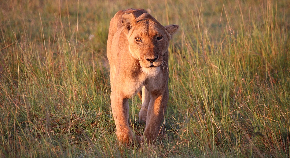 Autumn, die älteste Löwin der Masai Mara am 12.02.25
