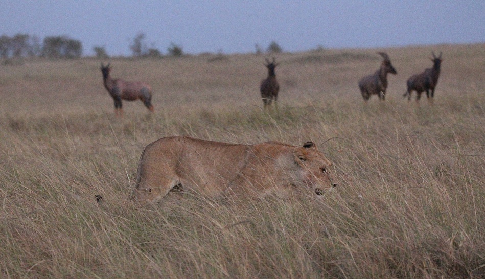 Löwen nach Kampf mit Hyäenen, Masai Mara